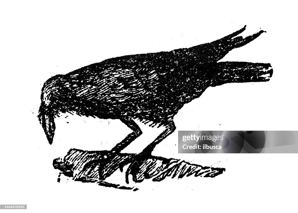 Antique engraving illustration: Crow raven