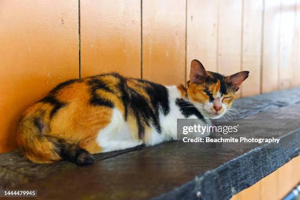 sleeping calico cat on a ledge - calico cat stock pictures, royalty-free photos & images