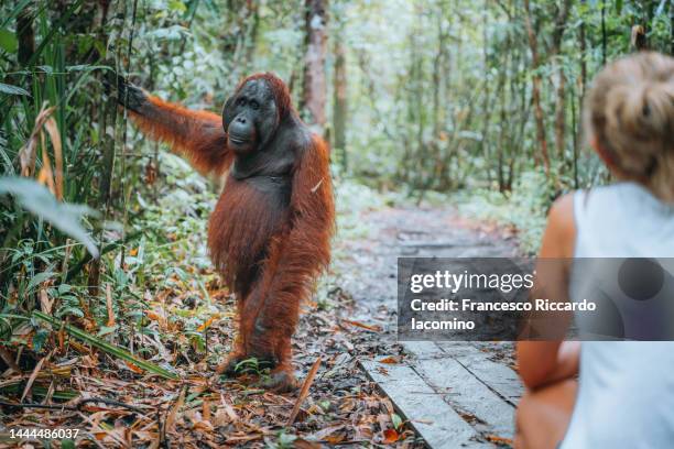 tourist with wild orangutan in borneo - orangotango de bornéu - fotografias e filmes do acervo