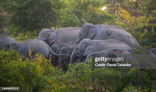 herd of wild asian elephants - アジアゾウ ストックフォトと画像