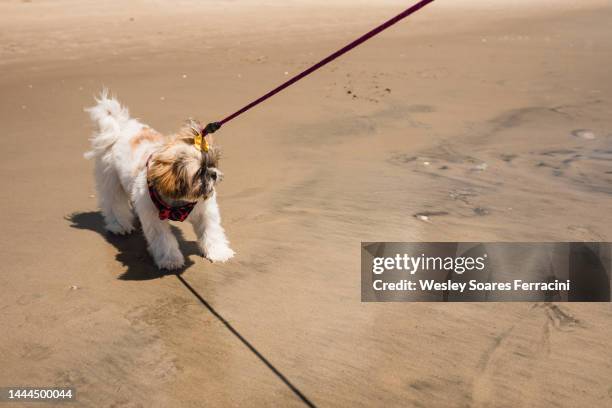 purebred shih tzu walking on the beach near the water - shih tzu stock pictures, royalty-free photos & images