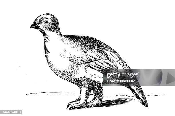 lagopus, ptarmigan - willow ptarmigan stock illustrations