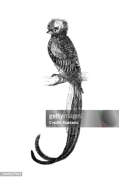the resplendent quetzal (pharomachrus mocinno). the trogon (calurus resplendens). - quetzal stock illustrations