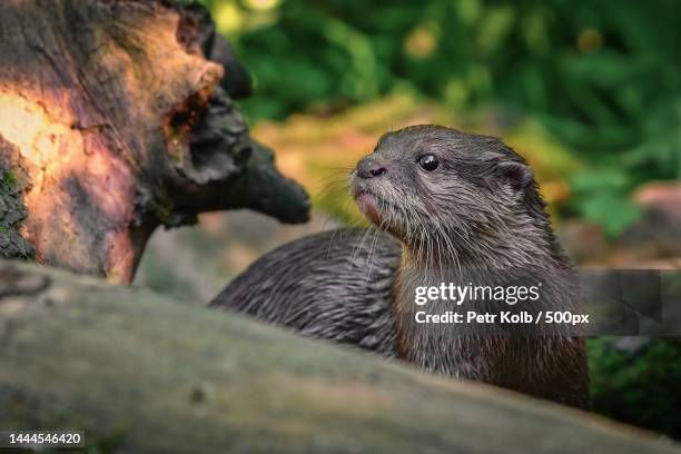 close-up of sea otter animal in forest,czech republic - european otter stock pictures, royalty-free photos & images