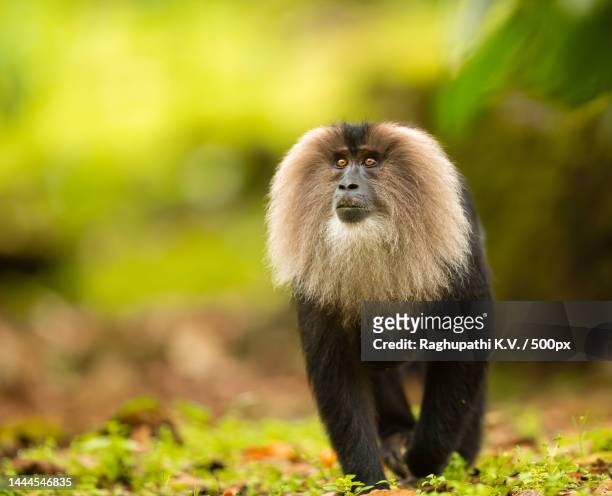 Closeup Of Lion Tailed Macaque Yawning While Sitting On Rockvalparaitamil  Naduindia High-Res Stock Photo - Getty Images