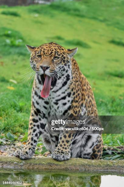 close-up of leopard yawning while sitting near puddle on field,czech republic - jaguar concept reveal fotografías e imágenes de stock