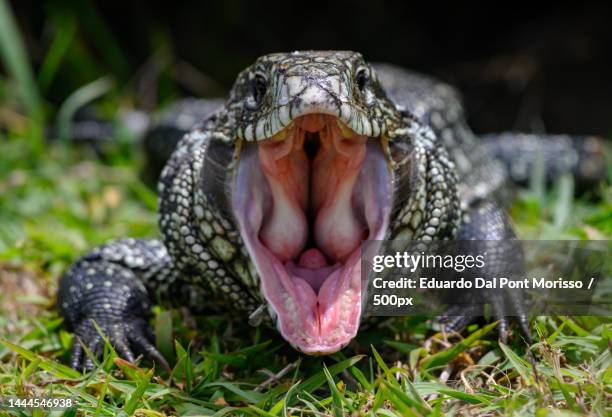 Tegu Tripoding 144 Tegu Lizard Stock Photos, High-Res Pictures, and Images - Getty Images
