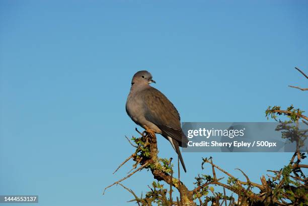 birds- africa- close up of a wild mourning dove perched on a treetop,south africa - south stock-fotos und bilder