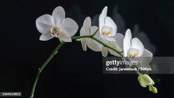 close-up of white flowers against black background,estonia - moth orchid ストックフォトと画像