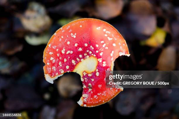 close-up of fly agaric mushroom,france - wulstling stock-fotos und bilder