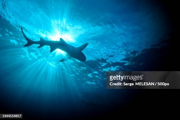 low angle view of man swimming in sea,guadalupe island,baja california,mexico - reef shark stock pictures, royalty-free photos & images