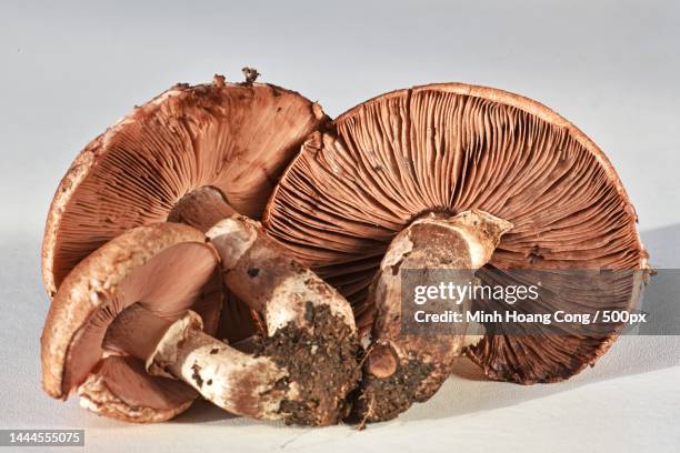 close-up of mushrooms against white background,france - white mushroom ストックフォトと画像