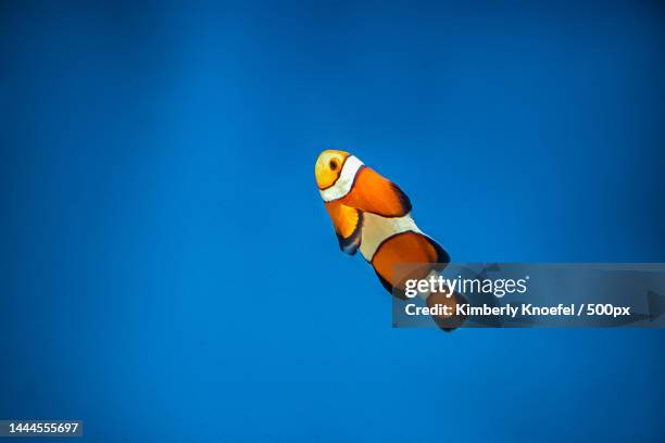 orange clown fish amphiprion swims in the blue water,united states,usa - anemonefish stockfoto's en -beelden