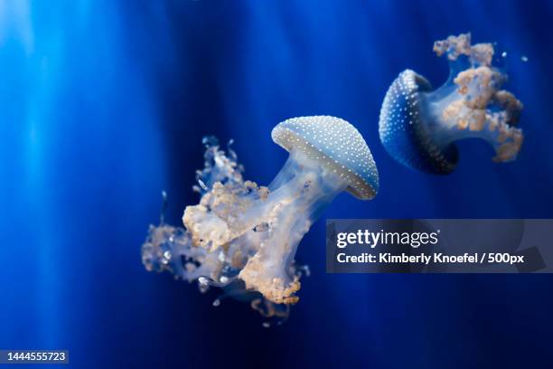 close-up of jellyfish swimming in sea,united states,usa - medusa stock pictures, royalty-free photos & images