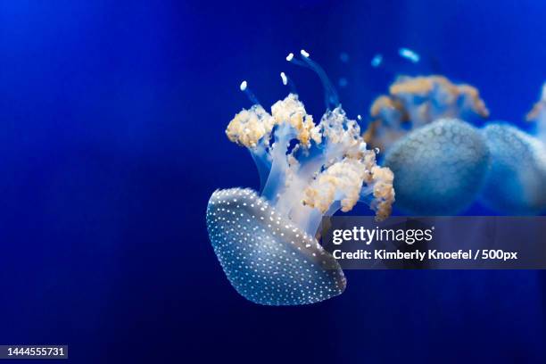 white spotted jellyfishes underwater beauty in nature,united states,usa - stechen tierverhalten stock-fotos und bilder