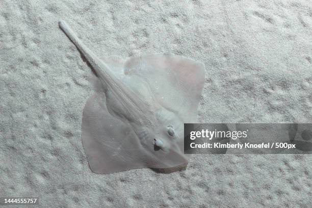 stingray albino on sandy background top view,united states,usa - stingray stockfoto's en -beelden