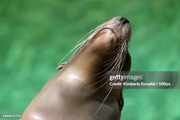 the california sea lion zalophus californianus,blurred green water background,united states,usa - lion de mer photos et images de collection