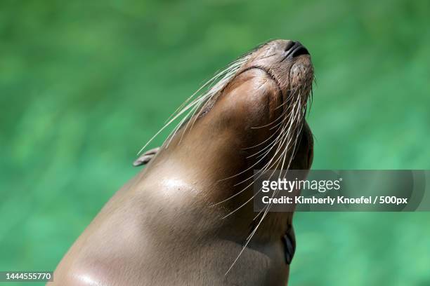 the california sea lion zalophus californianus,blurred green water background,united states,usa - animal whisker stock pictures, royalty-free photos & images