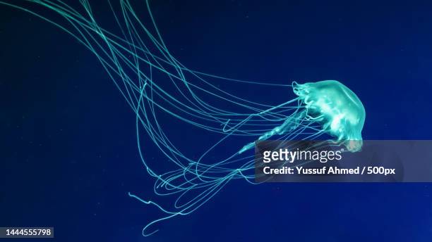 glow jellyfish chrysaora quinquecirrha in blue water diving,theriology,undersea life,united states,usa - tentacle stockfoto's en -beelden