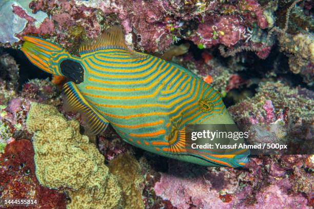 close-up of tropical saltwater angelfish swimming in sea,united states,usa - trigger fish stock pictures, royalty-free photos & images