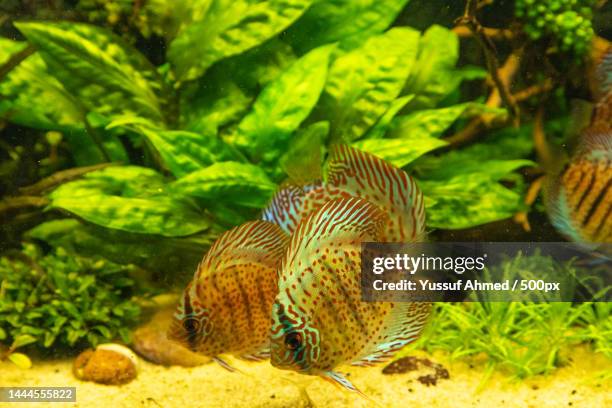 colorful discus fish floating in the aquarium,united states,usa - symphysodon stock pictures, royalty-free photos & images