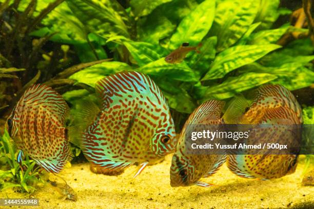 colorful discus fish floating in the aquarium,united states,usa - fish scale pattern fotografías e imágenes de stock