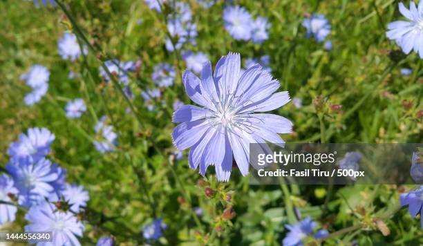 close-up of purple flowering plants on field,united states,usa - chicoree stock-fotos und bilder