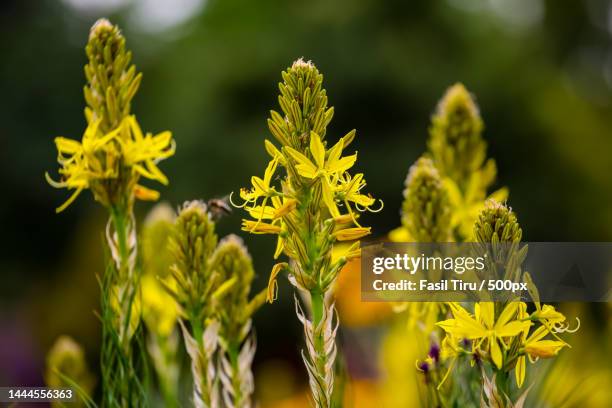 bulbine lily bulbine bulbosa in the garden,united states,usa - bulbine stock pictures, royalty-free photos & images