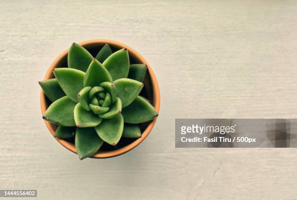 directly above shot of succulent plant on table,united states,usa - echeveria stock pictures, royalty-free photos & images
