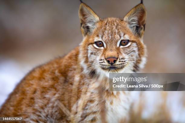 beautiful eurasian lynx sitting in the forest at early winter,united states,usa - lince ibérico imagens e fotografias de stock