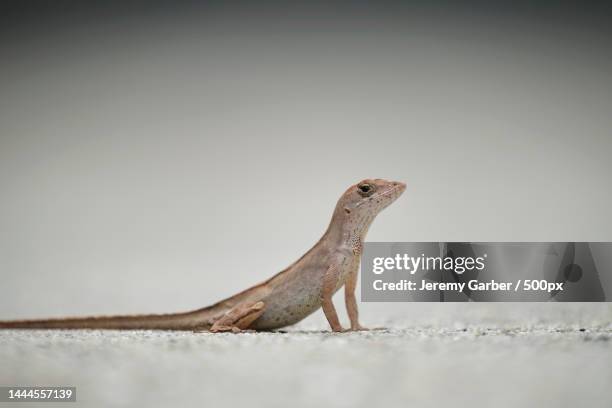 macro closeup of blown alone lizard warming on summer sun anolis sagrei small reptile,united states,usa - gecko stock-fotos und bilder