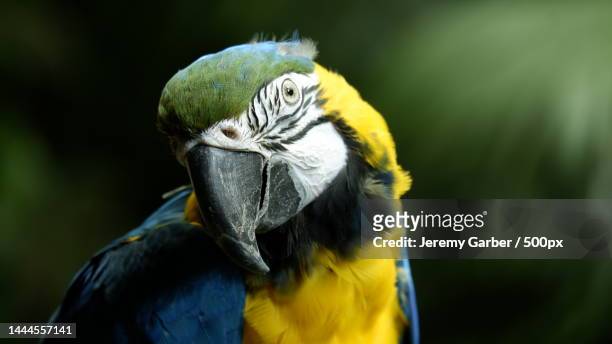 close-up of gold and blue macaw,united states,usa - guacamayo fotografías e imágenes de stock