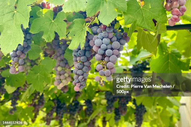 close-up of grapes growing in vineyard,hove,belgium - belgian culture 個照片及圖片檔