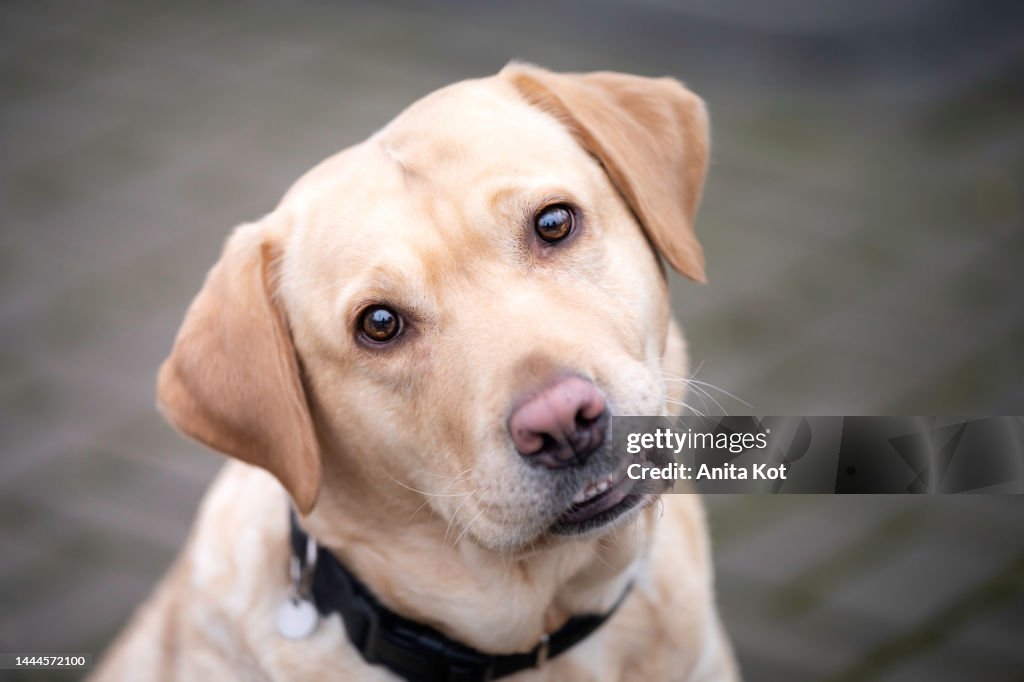 Funny Labrador Retriever Dog Portrait High-Res Stock Photo - Getty Images