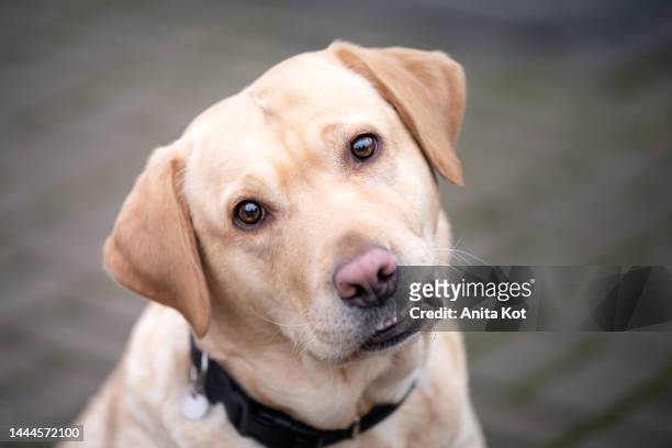 funny labrador retriever dog portrait - labrador retriever stock pictures, royalty-free photos & images