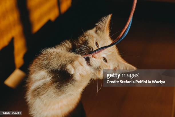 Kitten String Photos and Premium High Res Pictures - Getty Images
