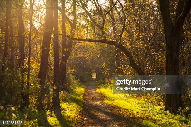 pathway through autumn woodlands - syracuse new york 個照片及圖片檔