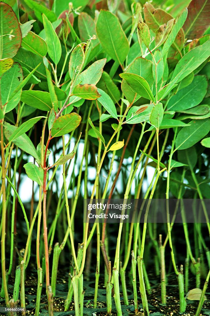 Close up of saplings