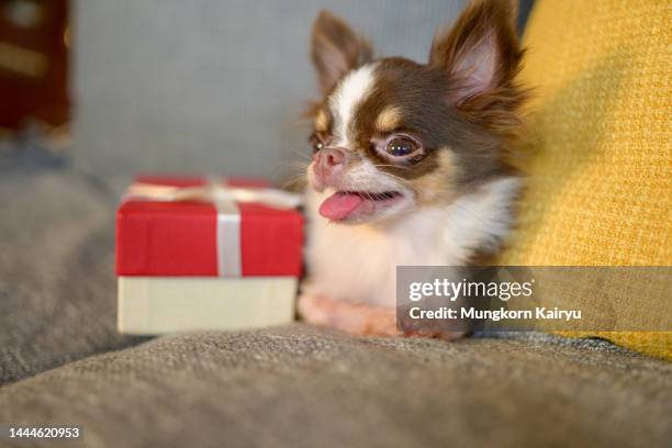 chihuahua with gift box - chihuahua christmas ornaments stock pictures, royalty-free photos & images