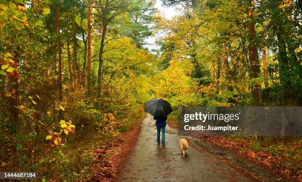 autumn image of a lonely man, walking with his dog,  on a rainy day at la granja de san ildefonso , segovia - animales granja stock pictures, royalty-free photos & images