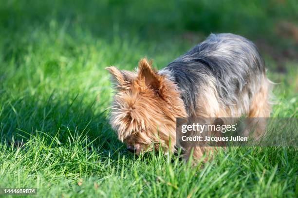 yorkie dog - yorkshire terrier playing stock pictures, royalty-free photos & images