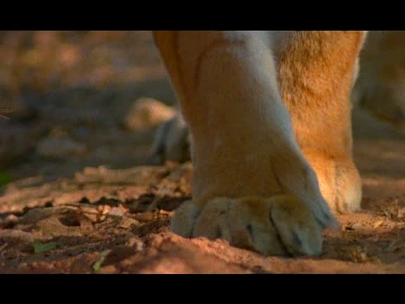 598 Tiger Paws Videos and HD Footage - Getty Images 598 Tiger Paws Videos and HD Footage - Getty Images