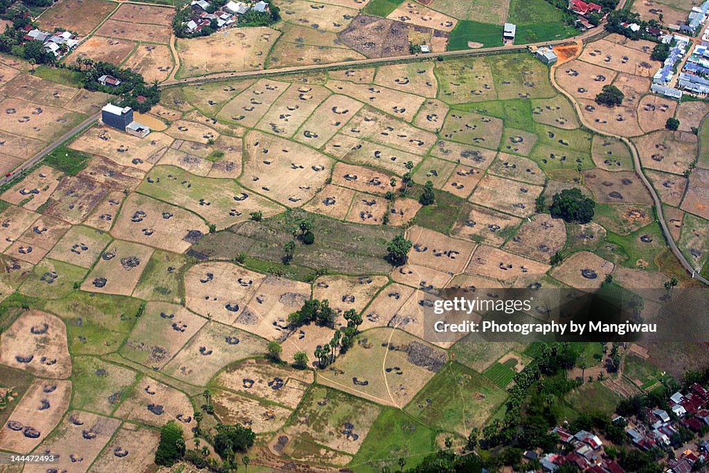 Asian ricefields