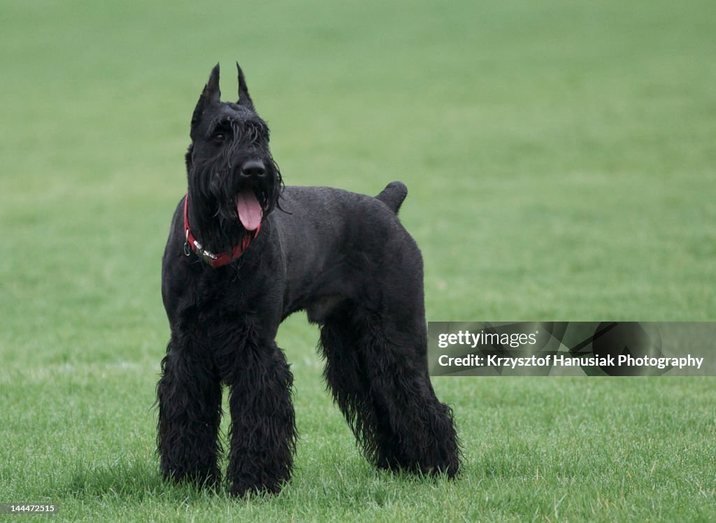 Black Giant Schnauzer dog in grass