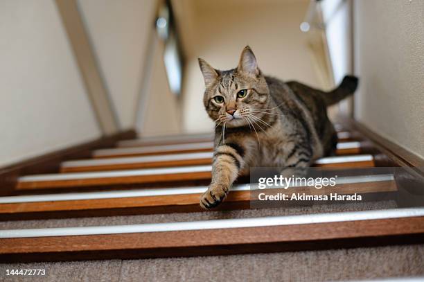 majestic - cat walking stock pictures, royalty-free photos & images