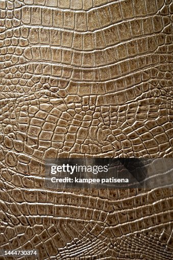 774 Alligator Skin Stock Photos, High-Res Pictures, and Images - Getty  Images