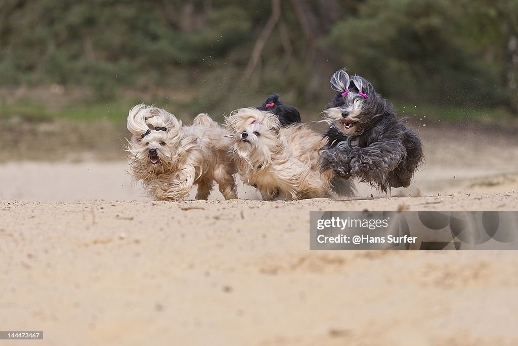 Havanese dogs