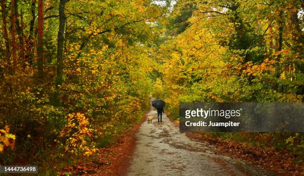 autumn image of a lonely man, walking with his dog,  on a rainy day at la granja de san ildefonso , segovia - animales granja stockfoto's en -beelden