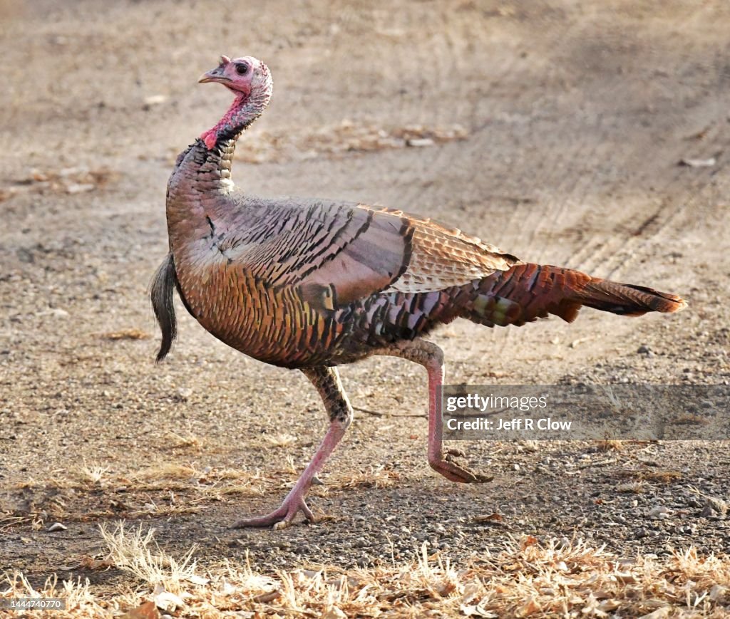 Wild male turkey on the run