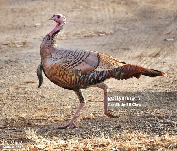 Wild Male Turkey On The Run High-Res Stock Photo